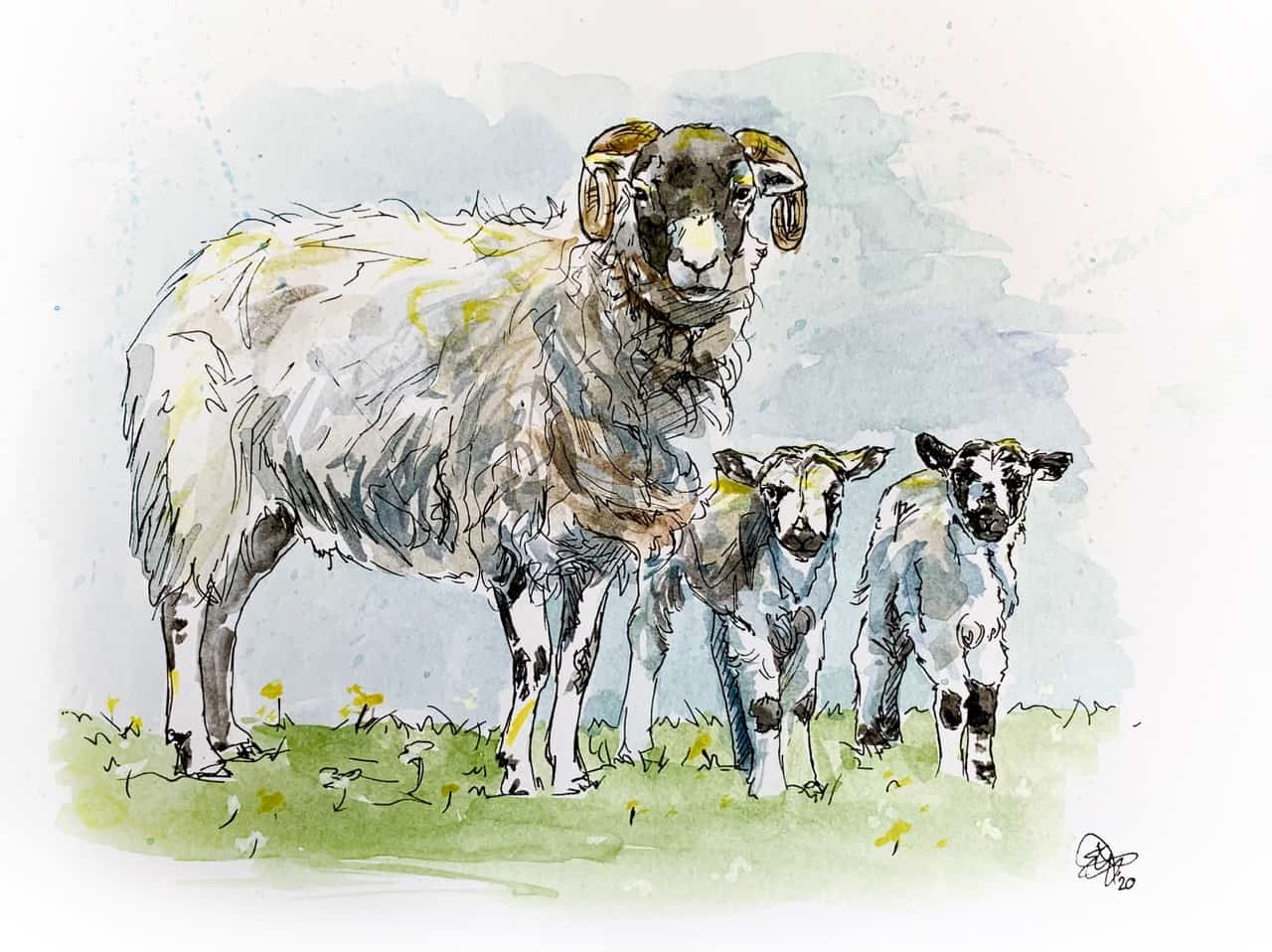 PRESS RELEASE: New studentship at Moredun will work with farmers to investigate sheep parasite control