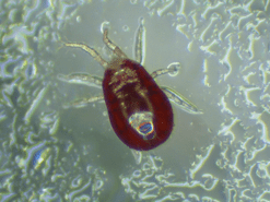 PRESS RELEASE: Novel study of poultry red mites awarded key funding