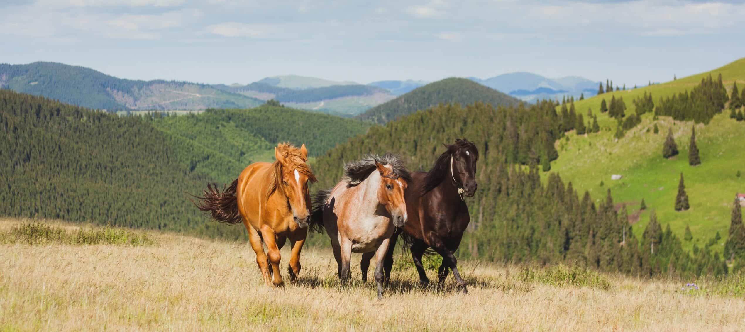 Equine Grass Sickness Project: A fresh approach to an old disease