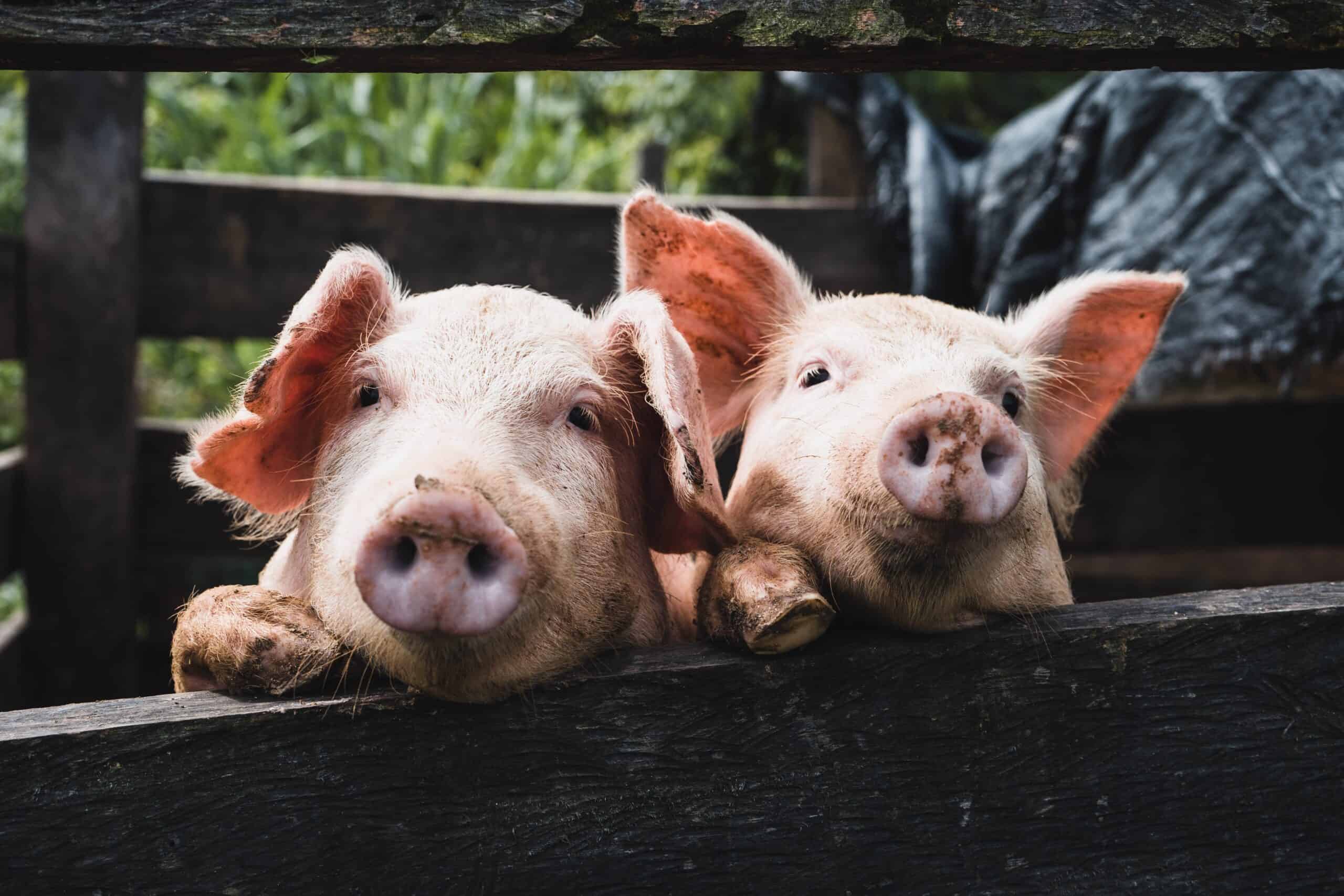 Animal Health newsletter – Winter edition