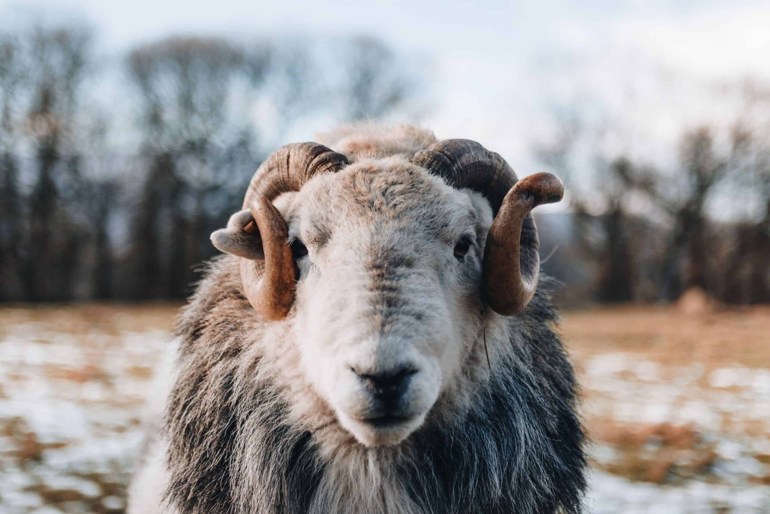 Gray sheep. Серая овца. Баран живой. Баран карты.