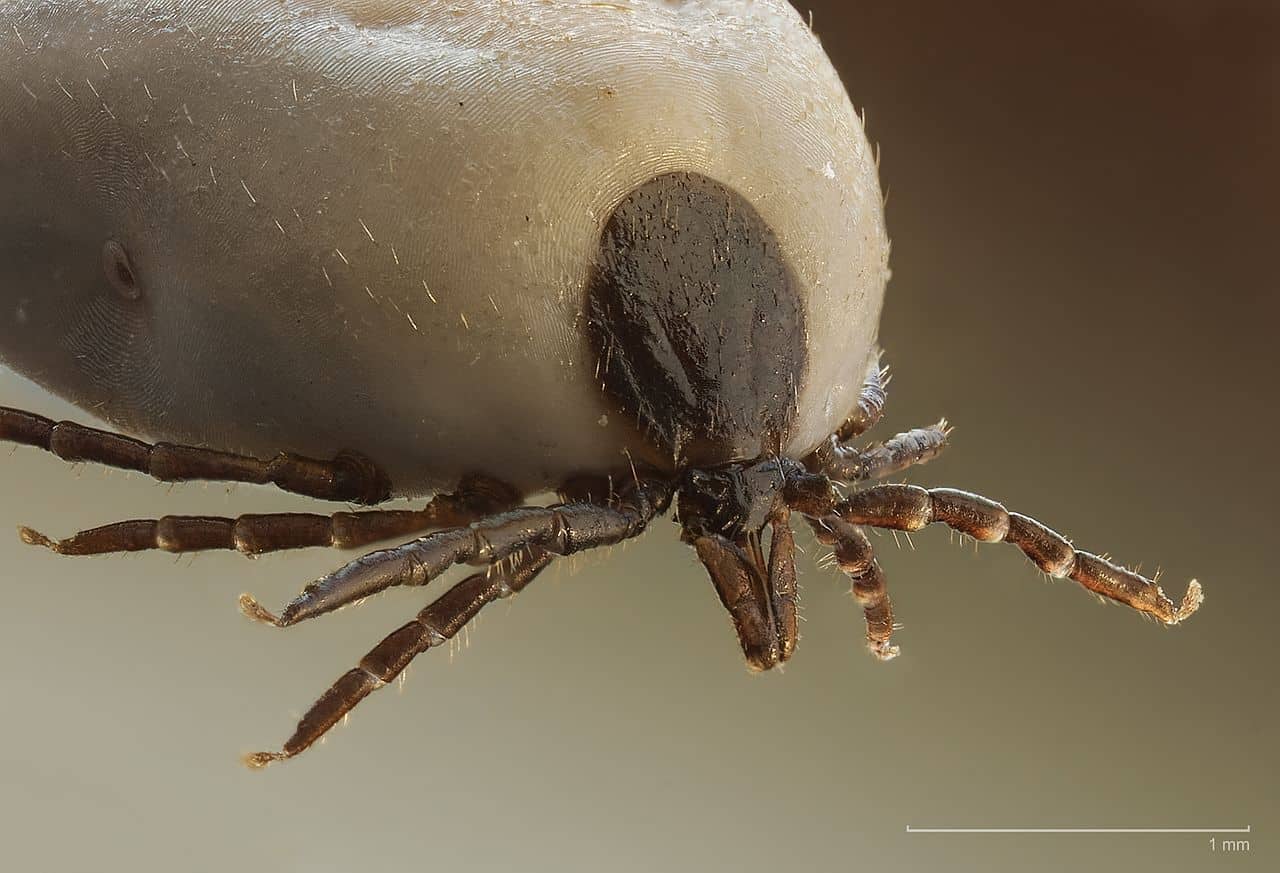 Sheep ticks on store dogs