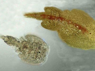 Aquaculture news