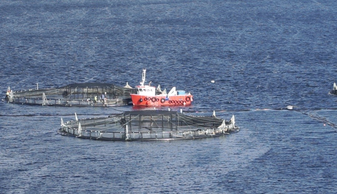 Cardiomyopathy Syndrome, a significant viral disease of Atlantic salmon