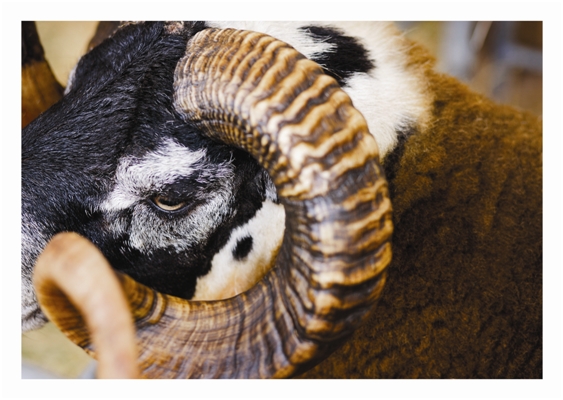 REPRODIVAC: Next – generation vaccines and diagnostics to prevent livestock reproductive diseases of worldwide impact