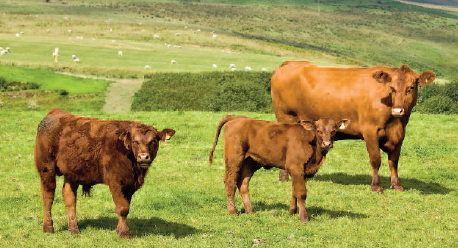 Consultation on Phase 6 of the Bovine Viral Diarrhoea Eradication Scheme is now live
