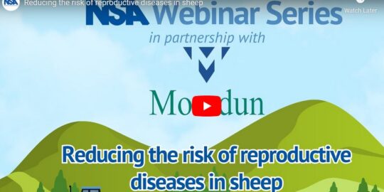 Reducing the risk of reproductive diseases in sheep Cover