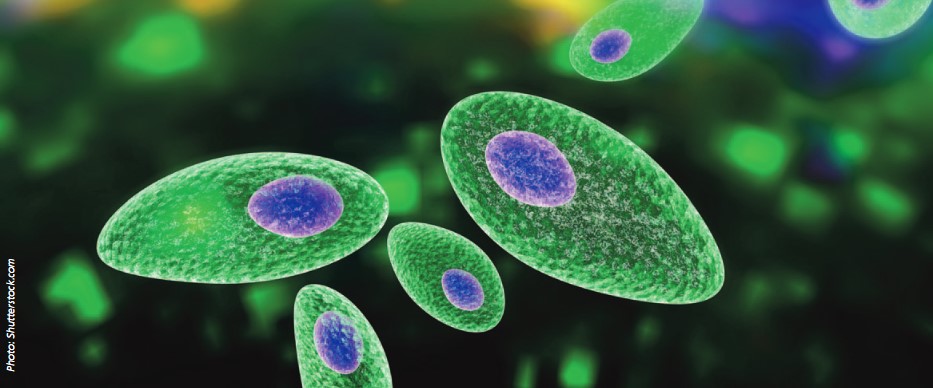 Press Release: New report launched on potential interventions to tackle foodborne pathogens on livestock farms