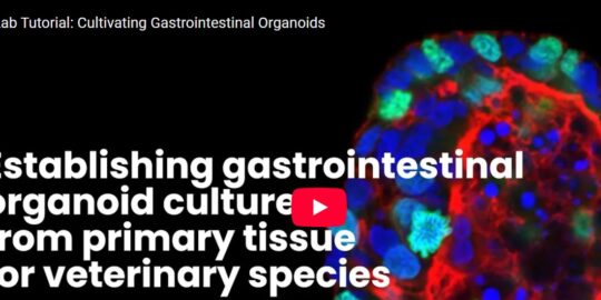 Cultivating Gastrointestinal Organoids Cover